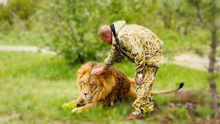 РЕДКИЕ КАДРЫ! Лев впервые доверяет Человеку и даёт себя гладить!