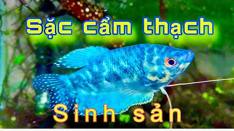 Cá sặc cẩm thạch sinh sản