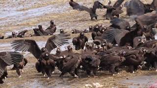 550kg were fed: the vultures looked still hungry. Money is always an issue for the volunteers (2)