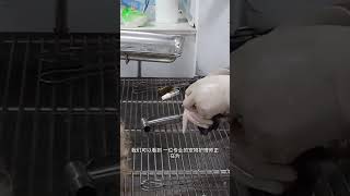 Newborn puppies can be rinsed in water at 37 to 40 degrees to prevent dry skin and dandruff.Before by Pet Midwifery 58 views 2 months ago 1 minute, 14 seconds