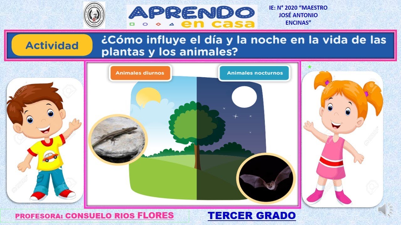 Plantas En La Mañana Tarde Y Noche www.youtube.com