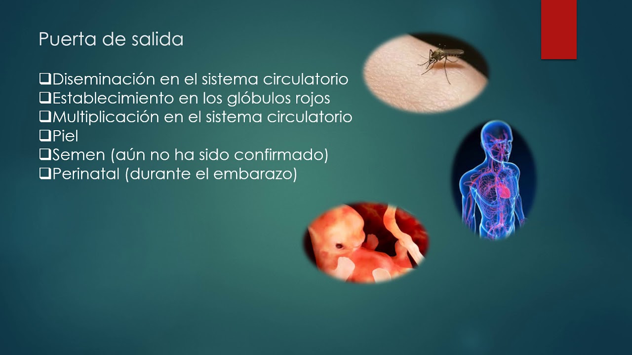 Cadena epidemiológica Virus Zika 