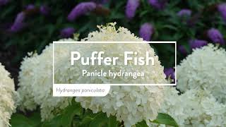 30 Seconds with Puffer Fish®
