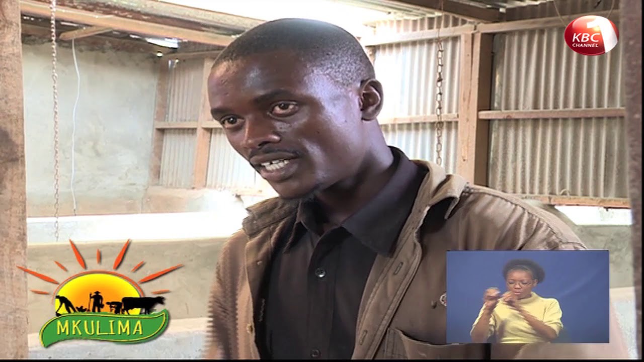 Mkulima: Ufugaji wa nguruwe