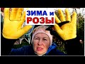 Последними на покой уходят РОЗЫ. Сделаем, чтоб не замерзли и не сопрели