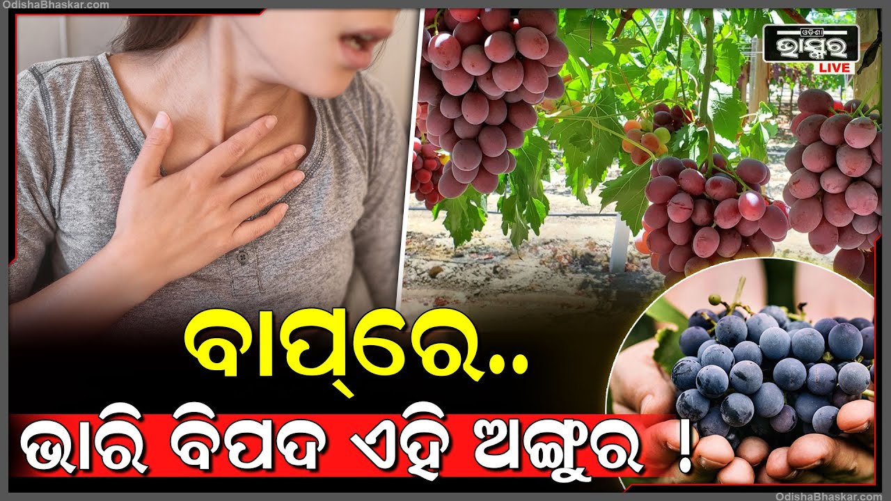 ଅଙ୍ଗୁର ଖାଇବାକୁ ପସନ୍ଦ କରୁଛନ୍ତି କି ? ହୋଇଯାଆନ୍ତୁ ସାବଧାନ...ନହେଲେ ନିଶ୍ୱାସ ବନ୍ଦ କରିଦେବ ଏହି ଫଳ !