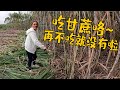 农村食材就是多，敏锅摘完野菜吃甘蔗外加一个大肉粽，想不胖都难！【农人老肥】