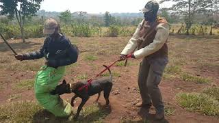 Super Conan BRN 30438  KNPV Leg Bite Training Drill. NMF KENNELS UGANDA