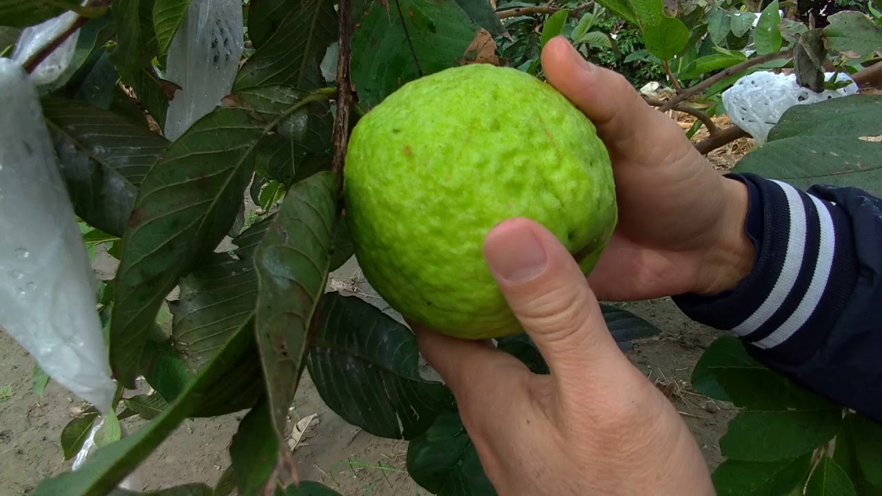我的手做植栽 帝王芭樂 採果分享 Youtube 我的手做植栽 帝王芭樂 採果分享 Youtube
