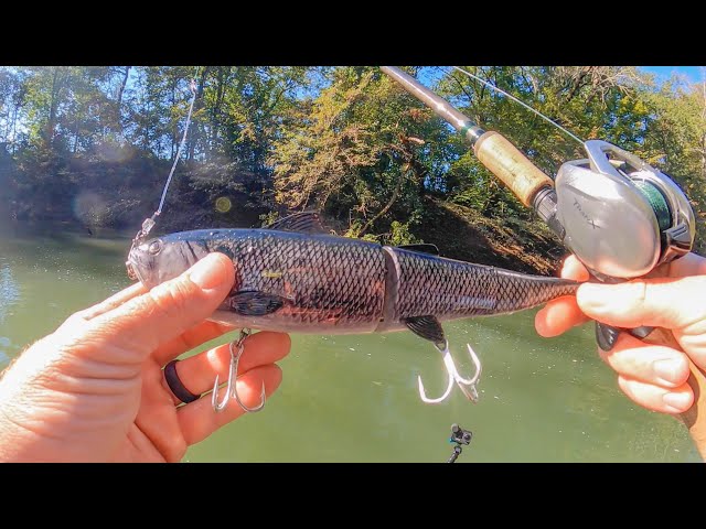 BIG Baits For Shallow River MUSKY! Southern Muskie Fishing! 