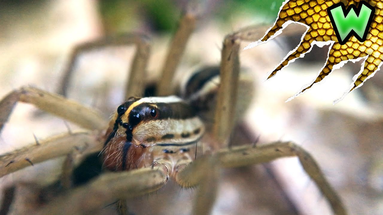 rabid wolf spider