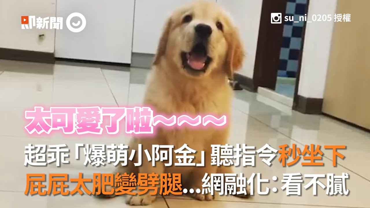 台南爆萌小黃金獵犬聽指令秒坐下狗屁屁太肥變劈腿網友融化 看不膩 寵物 阿金 狗狗 Golden Retriever Youtube