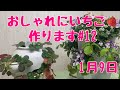 おしゃれにいちご作りますNo.12ストロベリーポット1月9日