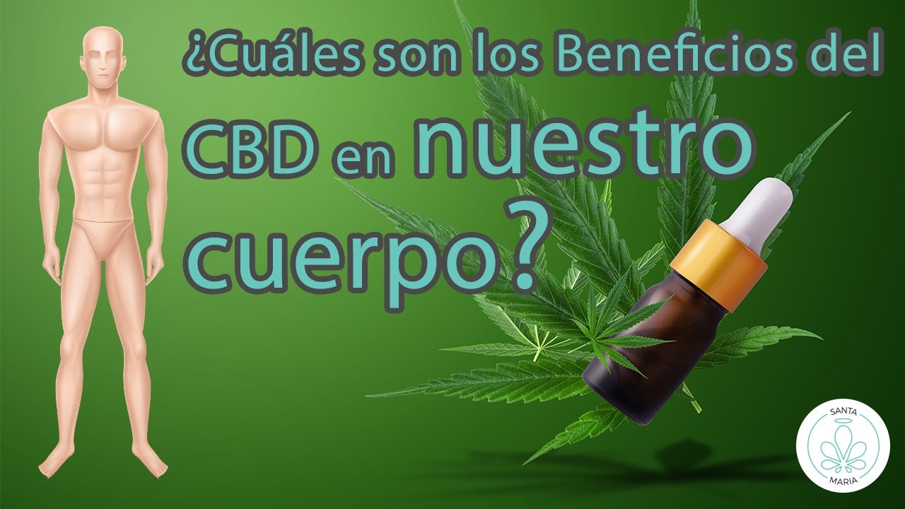 Qu Es El Cbd Y Cu Les Son Sus Efectos En El Cuerpo Humano The Best Porn Website