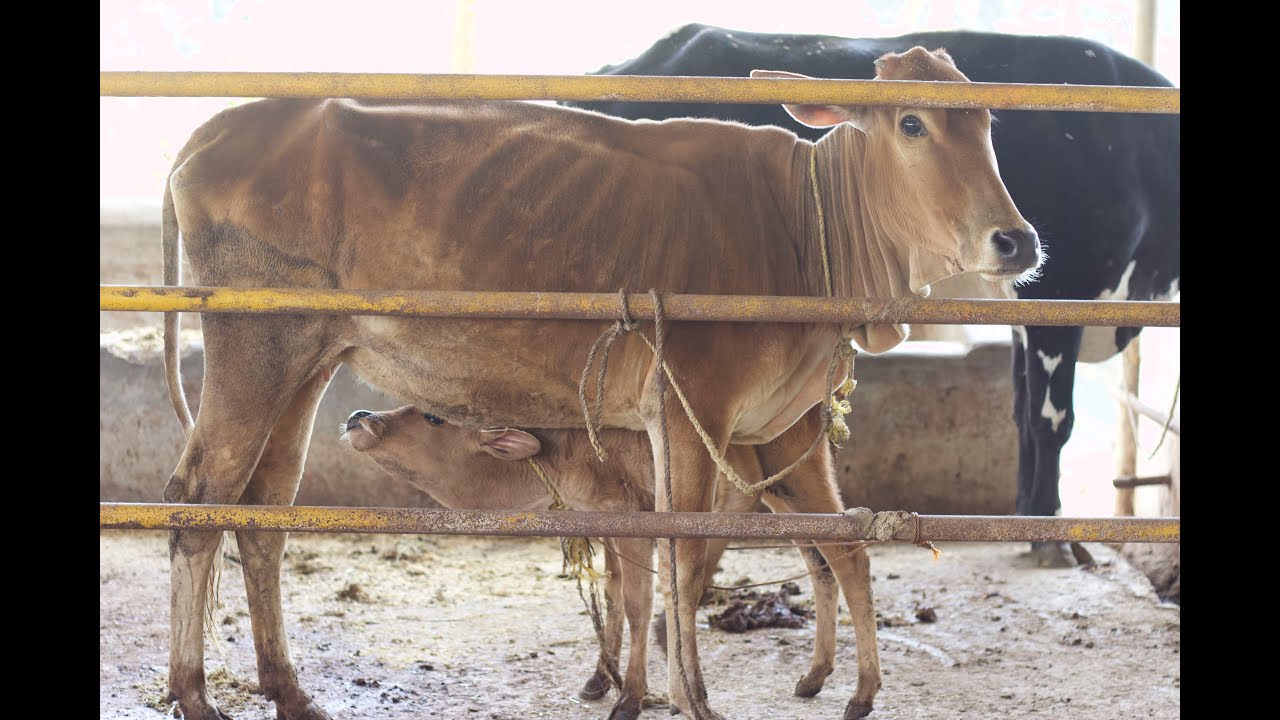 Dairy industry exposed डेयरी उद्योग का पर्दाफाश किया । YouTube