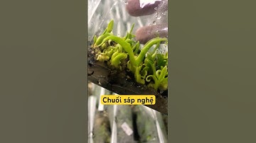 Giống chuối sáp nuôi cấy mô tại sihovi0966353040