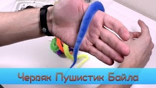 видео Пушистик | интернет проект BeginnerSchool.ru