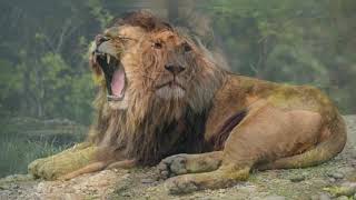 Aslan Kükreme Sesi #Aslan #lion #aslansesi #aslankükremesi
