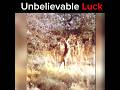 The luckiest animals on earth unbelievable luck shorts india hindi viral short