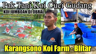 Waduh‼️petani Koi lagi cuci gudang‼️Koi jumboan karangsono Koi farm - Blitar