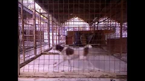 Quick, Accurate, Smart: 3D Computer Vision Technology Helps Assessing Confined Animals’ Behaviour