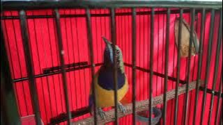 cucak cungkok tembakan perih kuntilanak