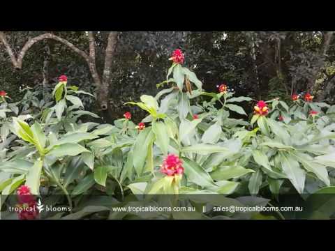 Vídeo: Tropical Flower Hovea: Cuidados Domiciliares