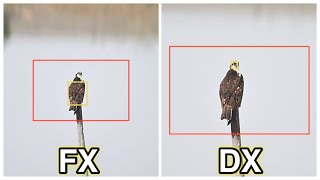 文鳥出品 Zの鳥検出】FXモードとDXモードで認識具合を比較 - Nikon Z8