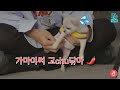 가만히있어 고추닦아 강아지 브이앱 가만히있어 고추닦아 강아지 브이앱