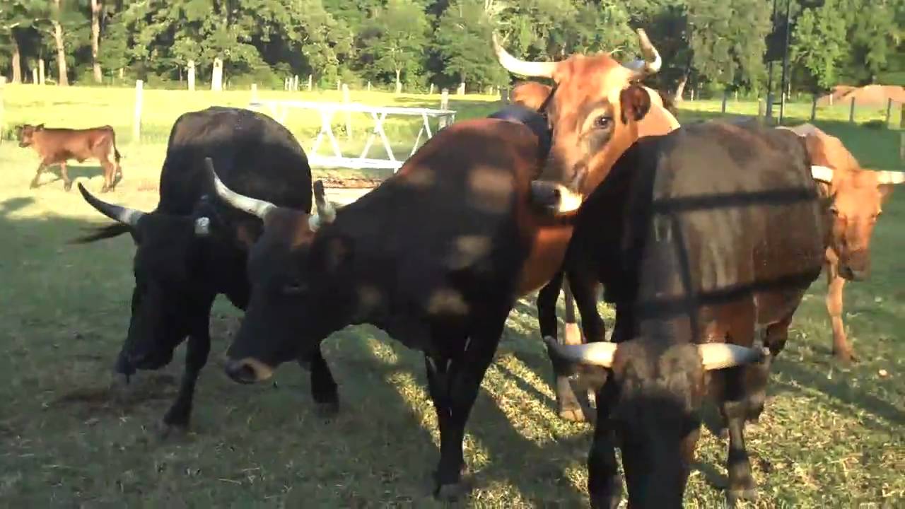 corriente cattle herd for sale youtube how to make a bill of sale for a car