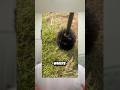 He Found A Plant In His Toilet Brush 😭