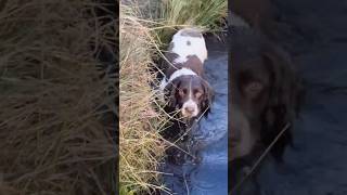 Dogs back in the water