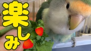 ぱせりの楽しみ　コザクラインコ　Rosyfaced lovebird 　Agapornis roseicollis