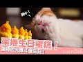 蛋捲生日料理！最愛生日蛋糕！～【貓副食食譜】好味貓廚房EP109