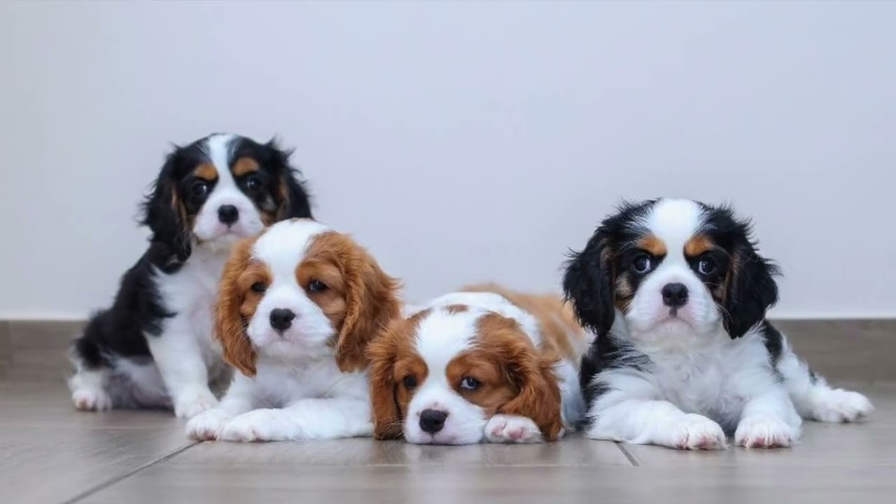 I love Cavalier King Charles
