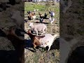 الراحة النفسية فيديو من احد المزارع الأوروبية 