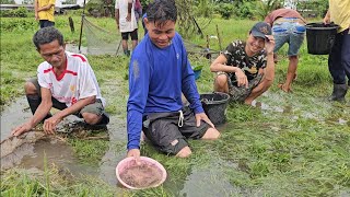 ชาวบ้านแตกตื่นเจอปลาฝูงใหญ่ว่ายลงมาให้จับ บรรยากาศบ้านๆจับปลาหลังฝนตกหนักคืนแรก