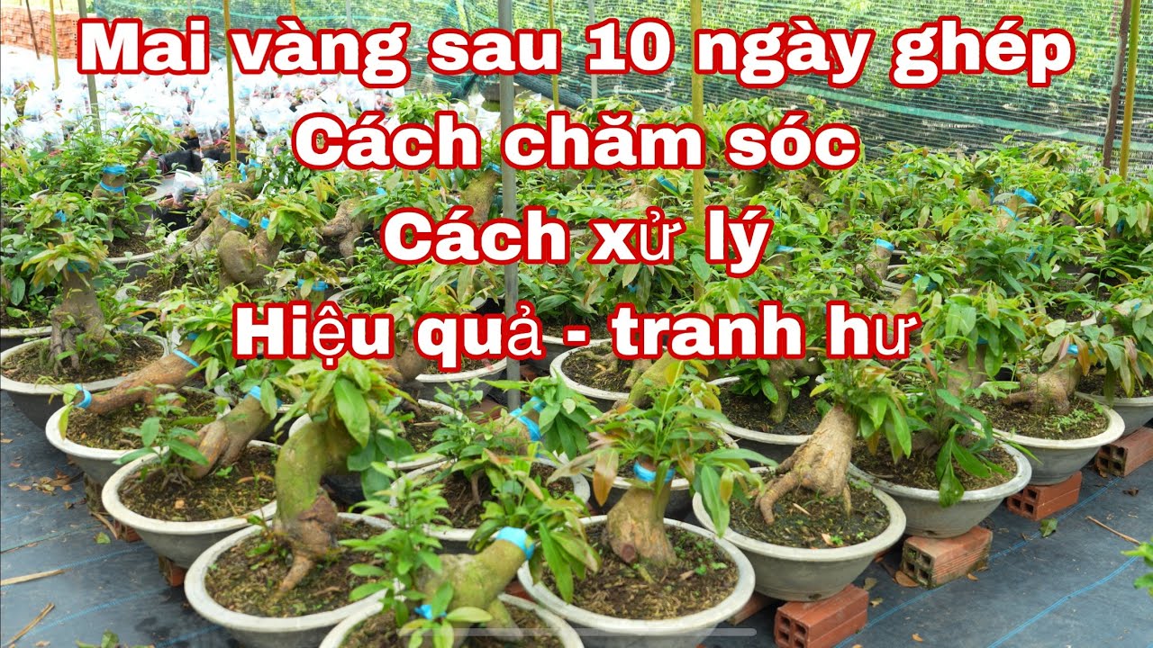chăm sóc mai vàng mới ghép , chăm sóc mai vàng giai đoạn phôi mới ghép