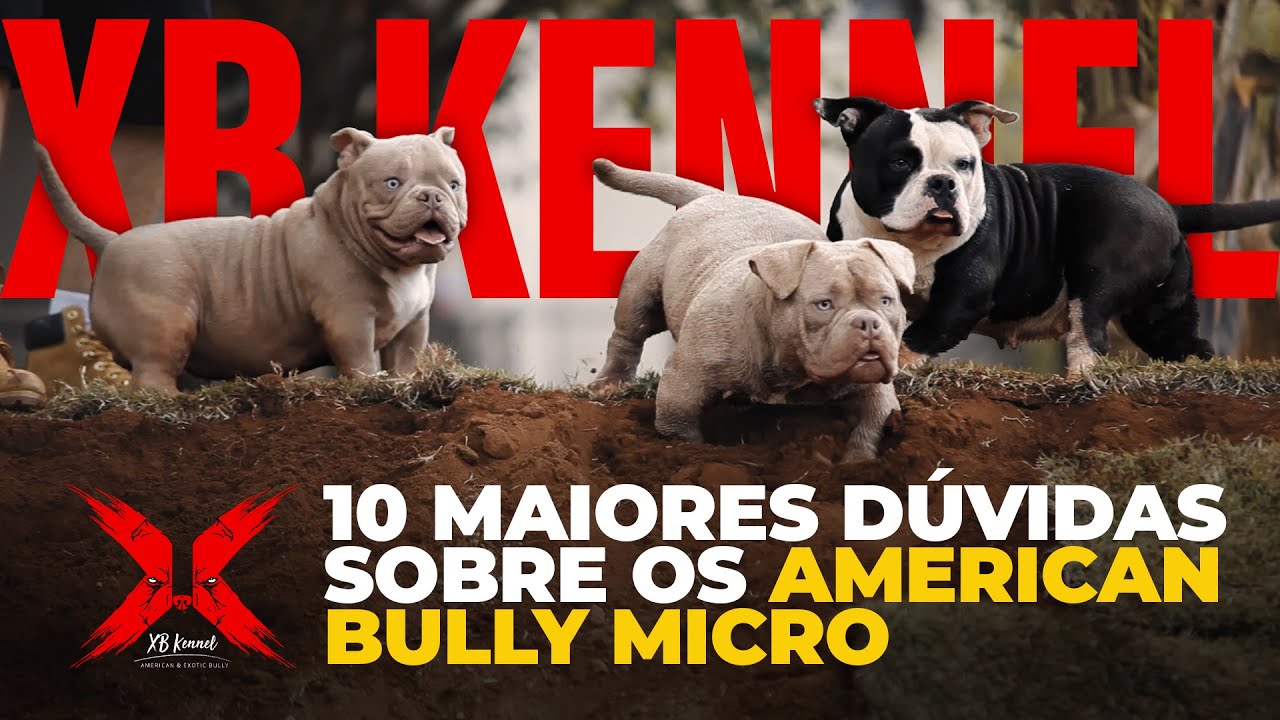 Perguntas E Respostas 10 Maiores Duvidas Sobre A Raca American Bully Micro Xb Kennel Youtube