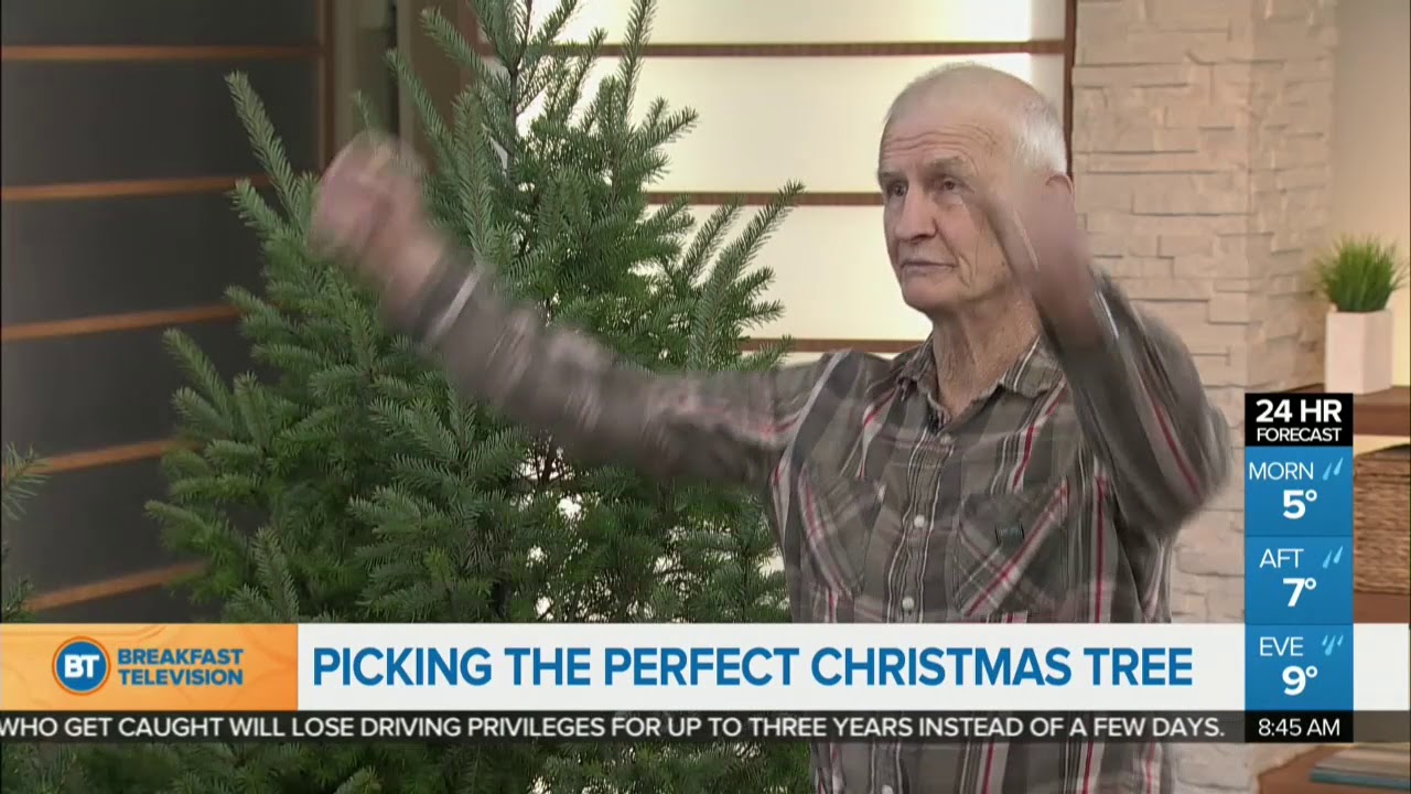 How To Pick The Perfect Christmas Tree - YouTube