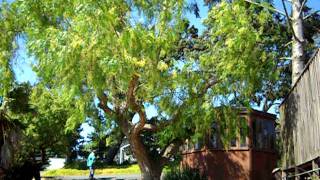 Famous Pepper and Fir Tree after pruning Wealth