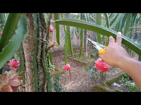 CARA PEMANGKASAN POHON BUAH NAGA | How To Pruning Dragon Fruit Tree | Pitaya