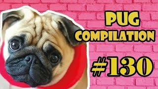 Funny Dogs but only Pug Videos | Pug Compilation 130 - InstaPugs by pugscompilation1 668 views 5 years ago 19 minutes