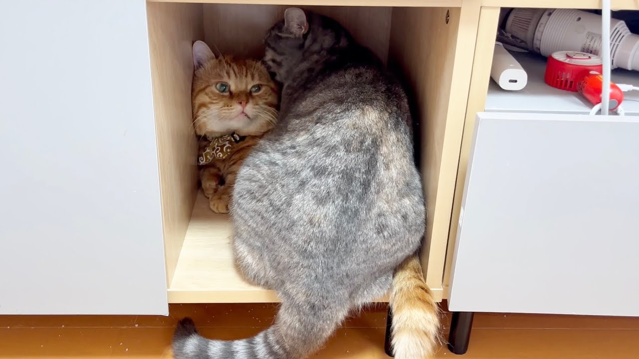 猫ちゃんの足 (奇跡のハート) A chubby cat's new favorite spot is quickly discovered by
