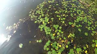 видео: Охота с рогаткой в осень картинка: Охота с рогаткой в осень