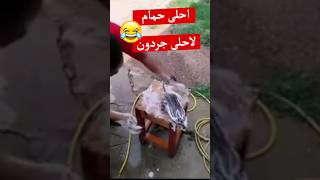 احلى حمام لأحلى واكبر جردون بالعالم 😁