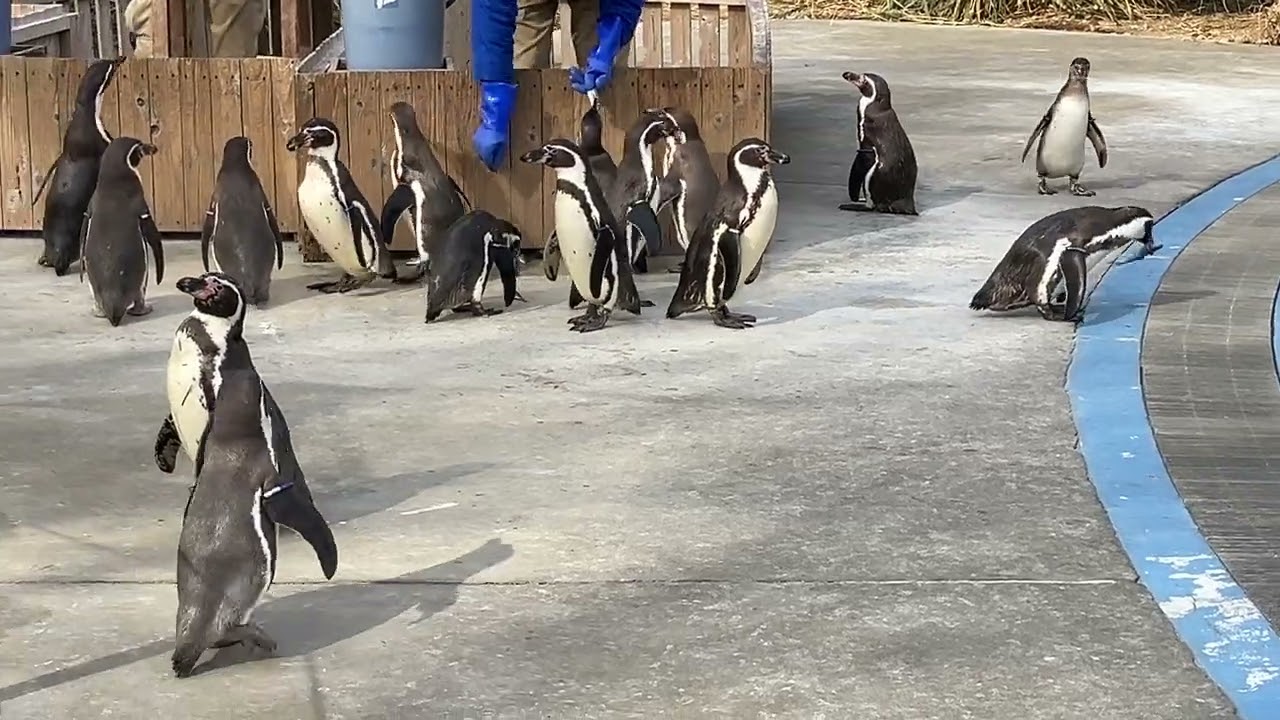 ペンギンヒルズランチタイム