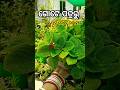 ପତ୍ରରୁ ଗଛ // एक पत्ति से लगने वाले पौधे🌱 #𒆜foryou @namitaskitchengarden9693