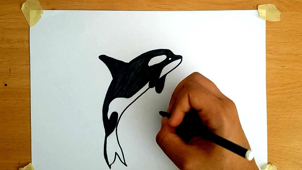 Dibujar Facil Para Niños ORCA - thptnganamst.edu.vn
