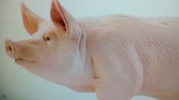 How to Solve "A man buys a pig for $60, sells it for $70, buys it back.." Cognitive Reflection Test